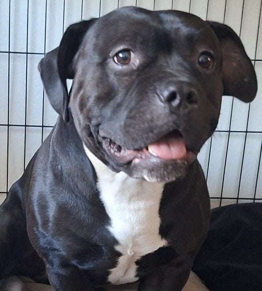 Bully 1,5 jr reu, Dieren en Toebehoren, Honden | Dekreuen, Reu, 1 tot 2 jaar, Eén hond, CDV (hondenziekte)