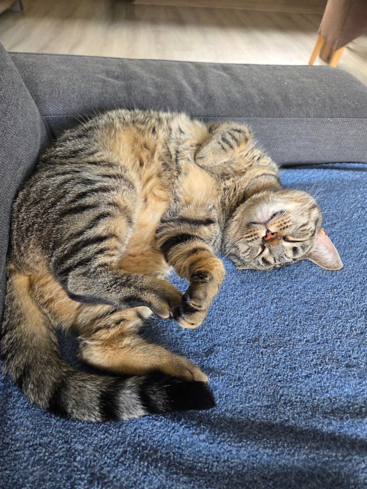 Super lieve poes, Dieren en Toebehoren, Poes, Kortharig, 3 tot 5 jaar