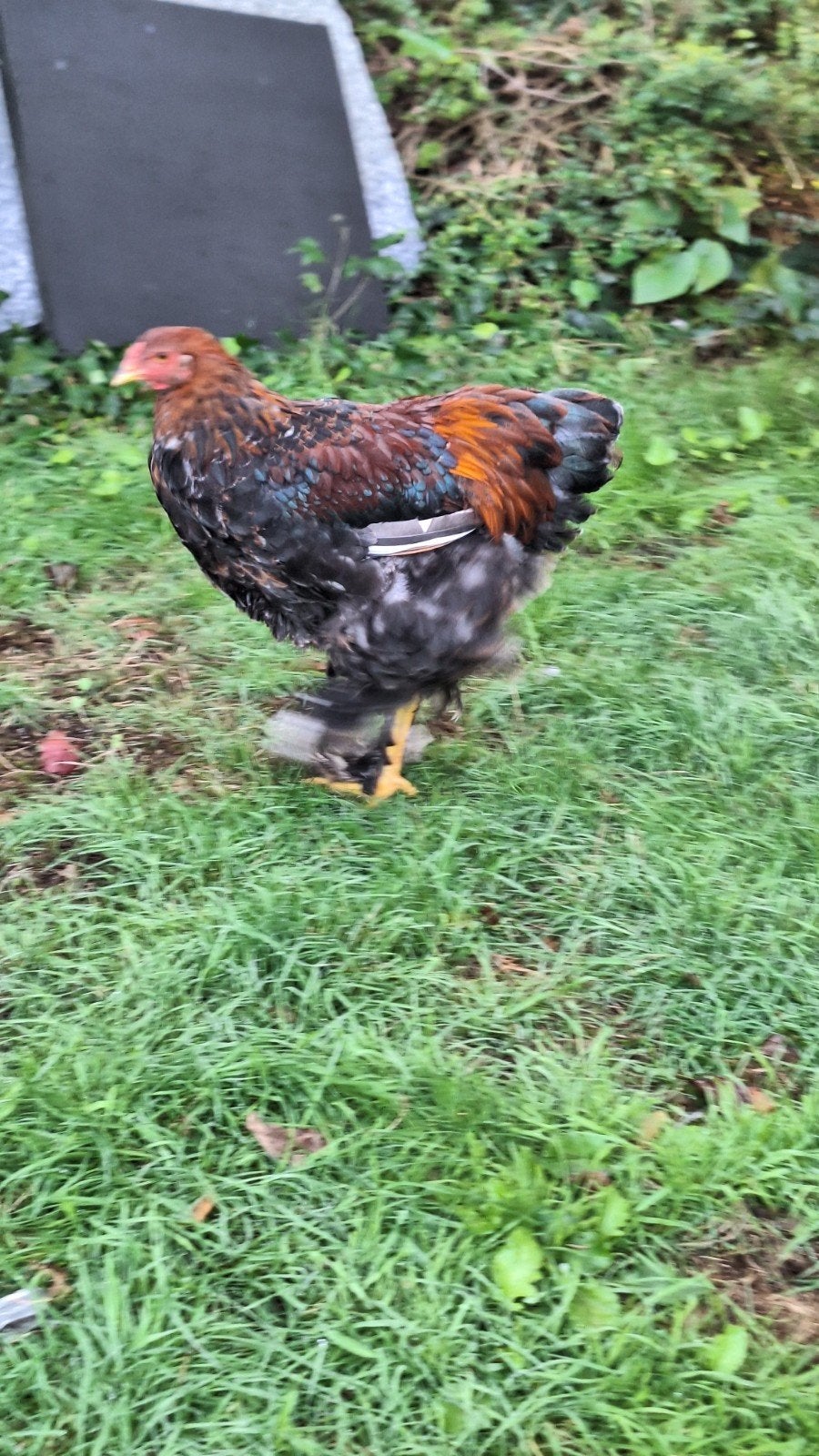 Brahma groothoender haan, Dieren en Toebehoren, Mannelijk, Kip