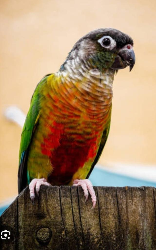 Gezocht vaste voet ringen voor  pyrrhuna's, Dieren en Toebehoren, Vogels | Parkieten en Papegaaien, Vrouwelijk, Papegaai