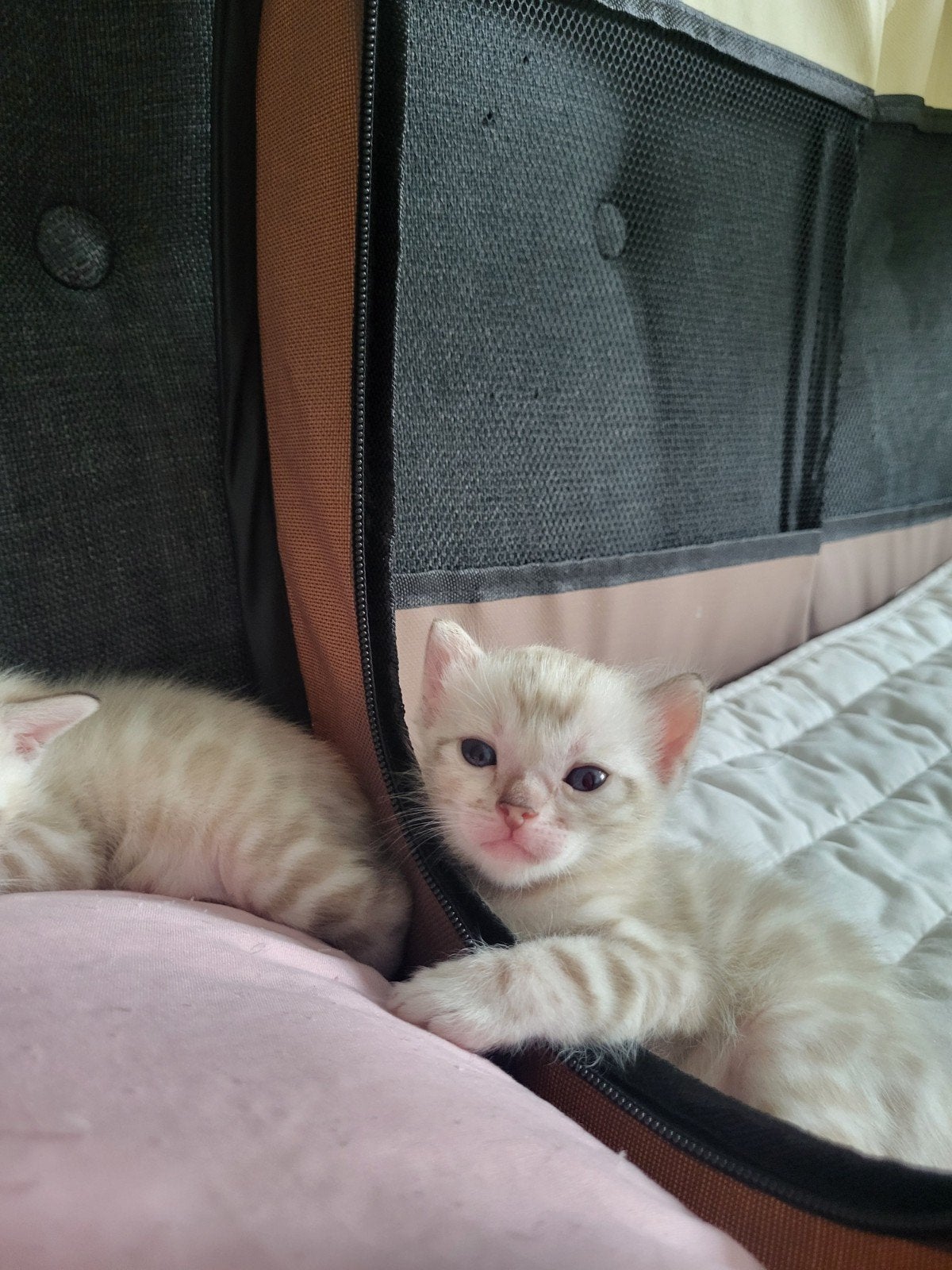 Bengaal kitten, Meerdere dieren