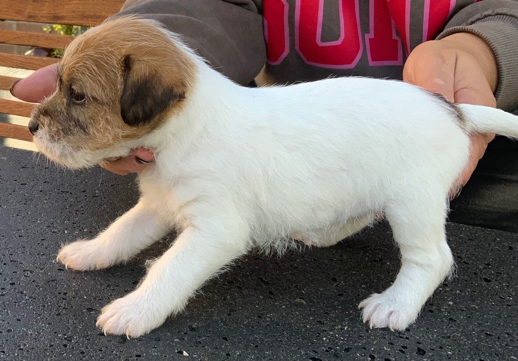 Ruwharige Parson Jack Russel terriër pups, Parvo, Jack Russell Terriër, 8 tot 15 weken, Meerdere