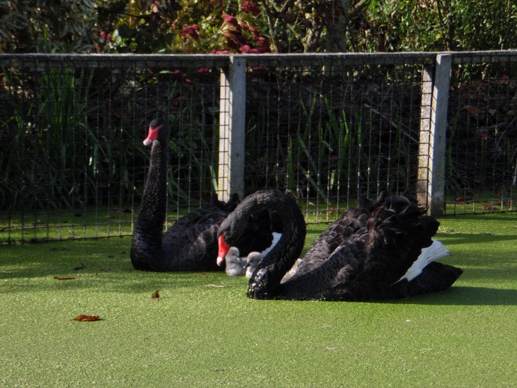 Zwarte zwanen | Jonge zwanen | Bijzondere dieren, Dieren en Toebehoren, Pluimvee, Meerdere dieren, Gans of Zwaan