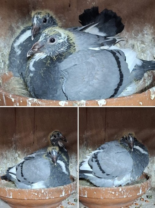 Supermooie jongen uit duifkampioen, Dieren en Toebehoren, Vogels | Duiven, Geslacht onbekend, Postduif