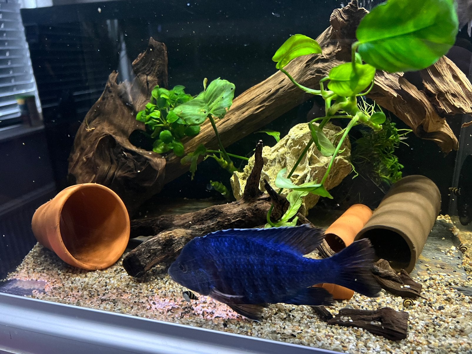 Blue Peacock – Aulonocara nyassae, Dieren en Toebehoren, Ophalen, Nieuw, Plant(en), Steen of Hout