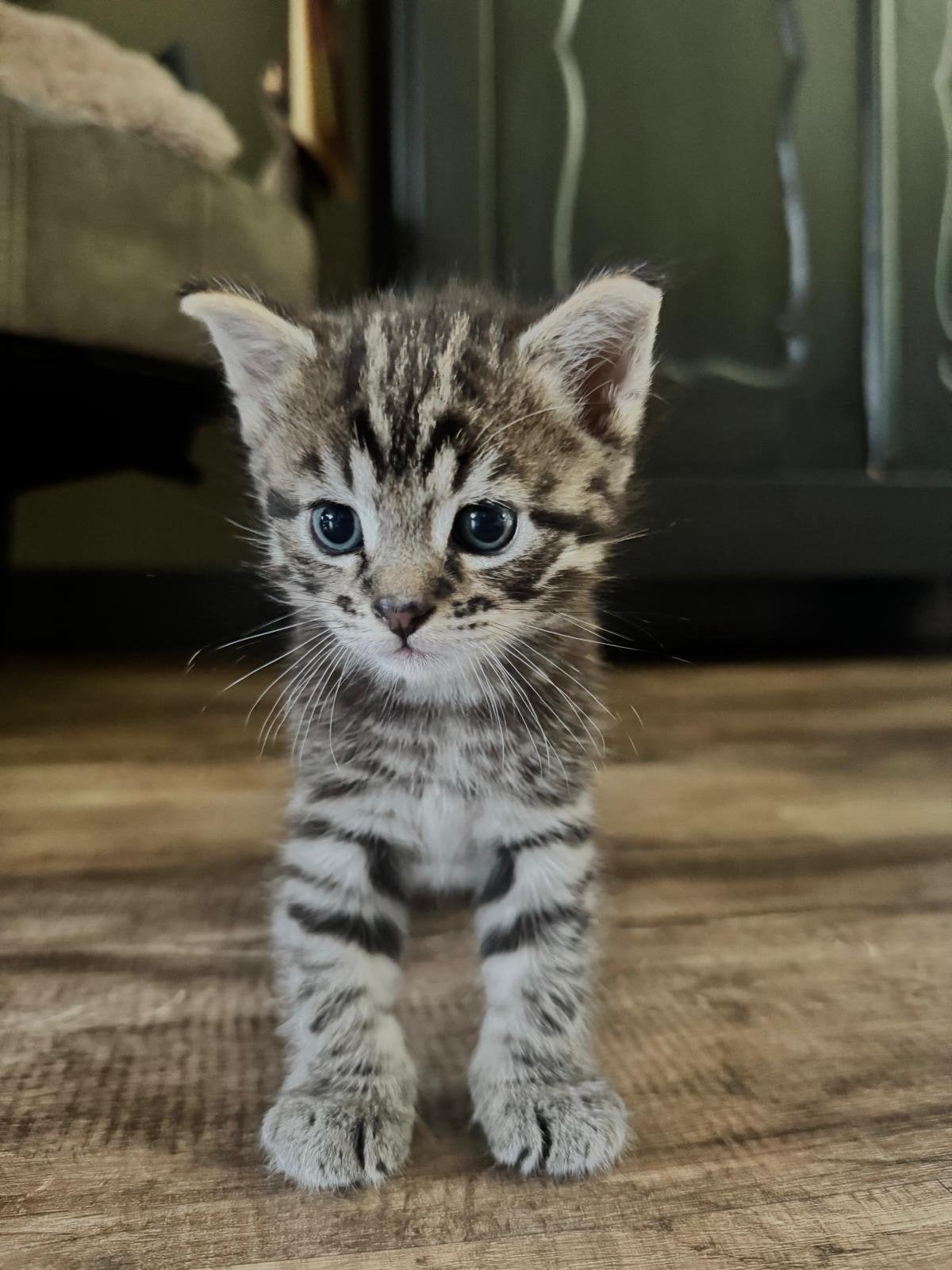 Prachtige kitten gereserveerd, Kater, Kortharig, 0 tot 2 jaar