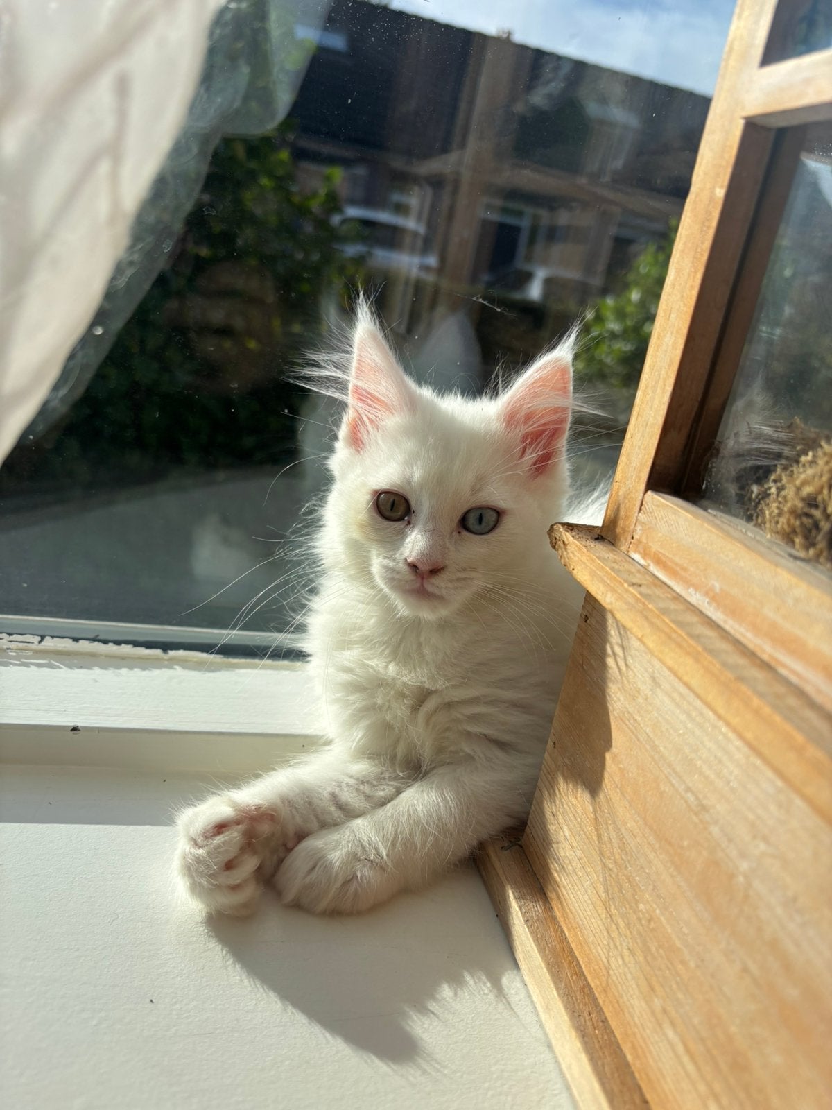 Main Coon x Ragdoll, Meerdere dieren, Gechipt, 0 tot 2 jaar