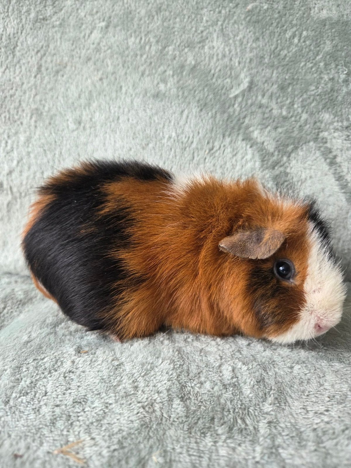 Cavia zeug + 4 jong, Dieren en Toebehoren, Knaagdieren, Juni, Vrouwelijk, Cavia