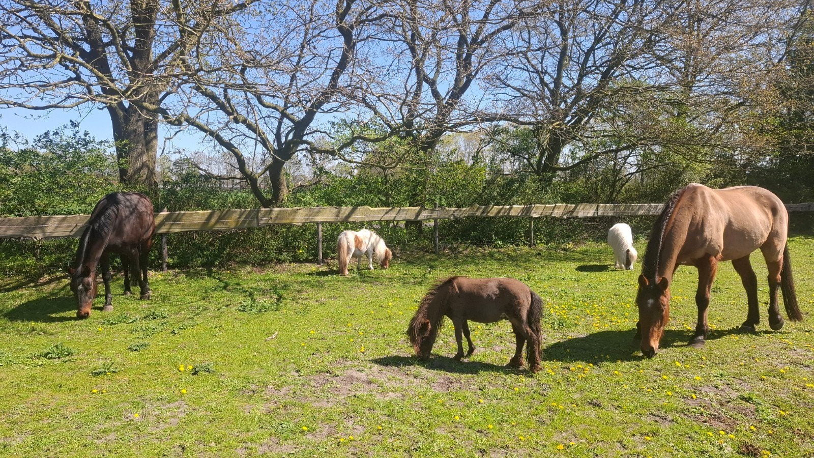 Weiland/paddock met schuilstal gezocht, Dieren en Toebehoren, 4 paarden of pony's of meer