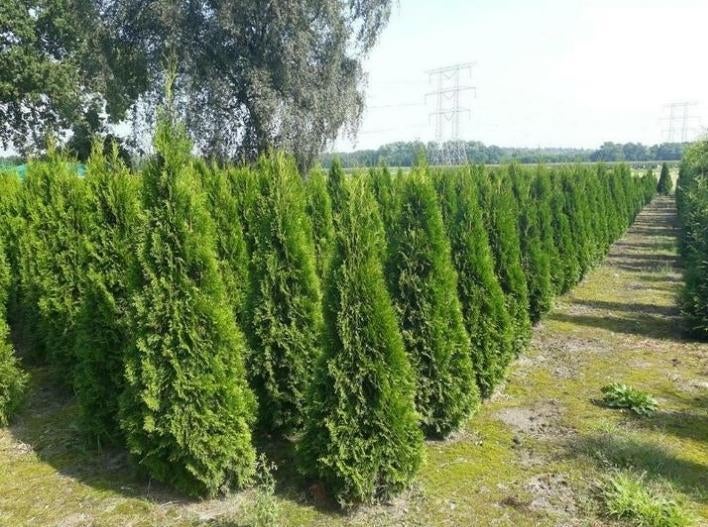 Coniferen thuja smaragd tot 250cm hoog, Ophalen, Conifeer, Struik, 100 tot 250 cm