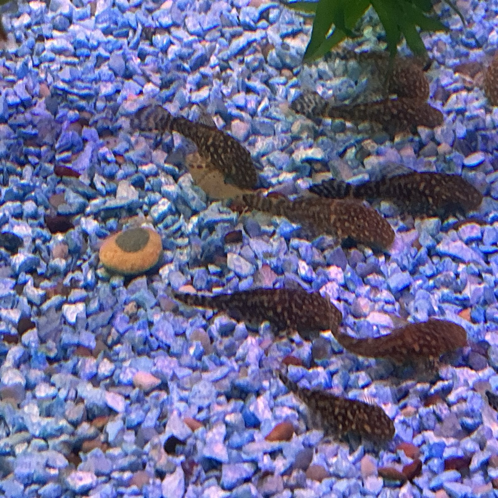 Ancistrus