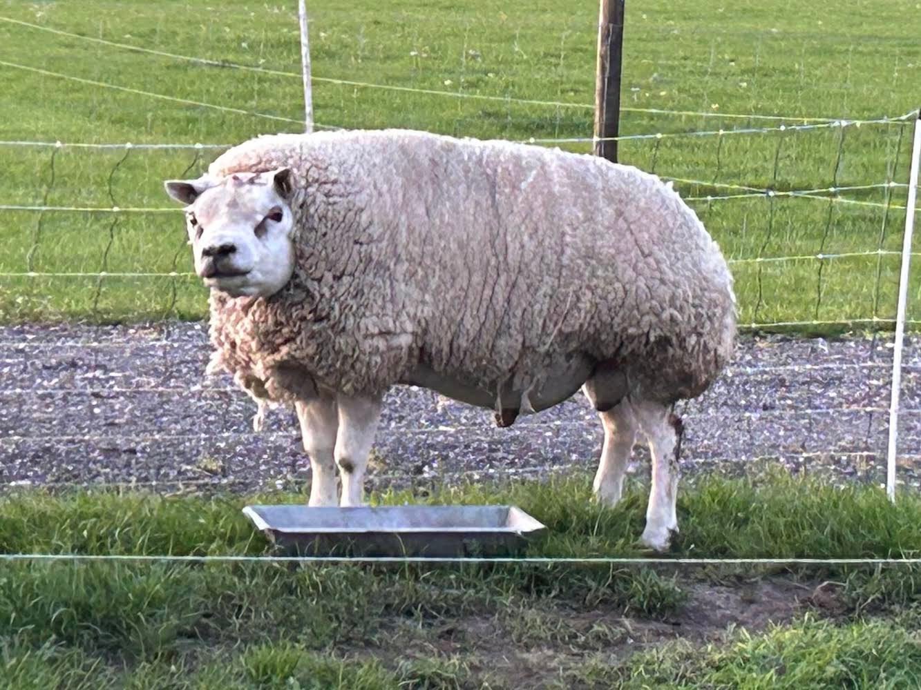 Overjarige Texelaar rammen te koop!, Dieren en Toebehoren, Schapen, Geiten en Varkens, Mannelijk, Schaap