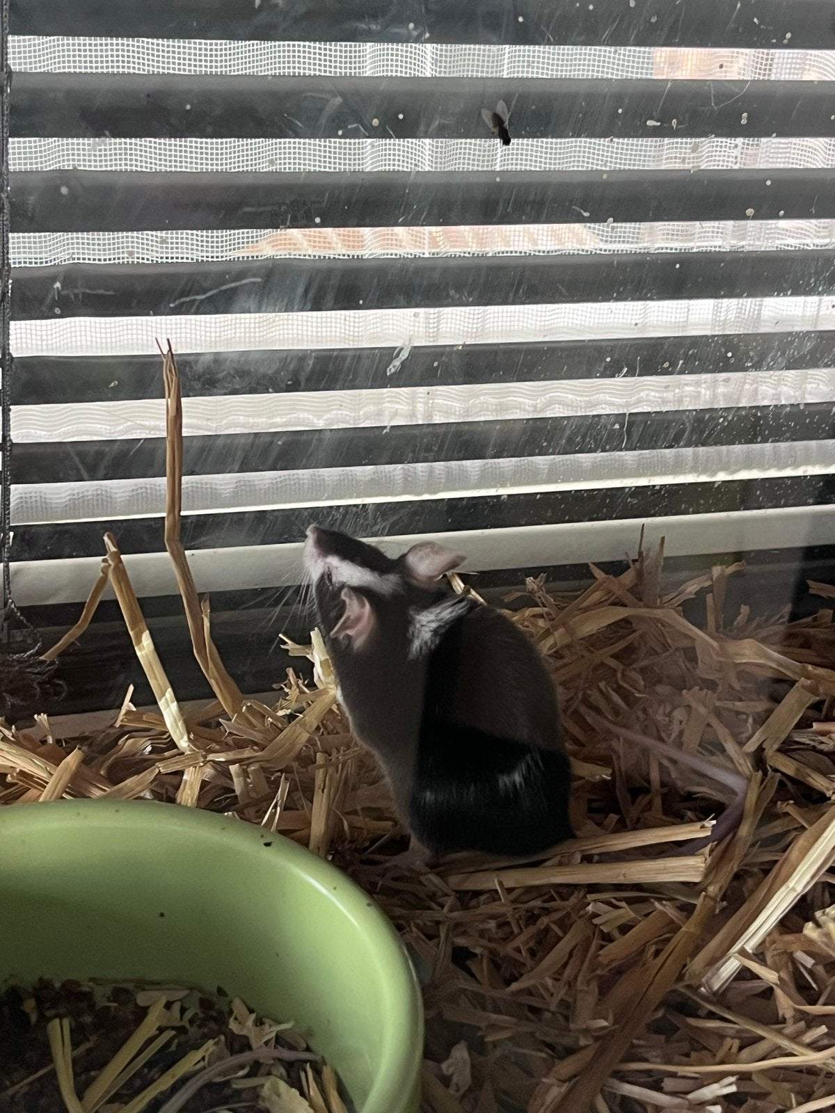 Muis te koop mannetje, Dieren en Toebehoren, Knaagdieren, Muis, Mannelijk, Juli, Tam