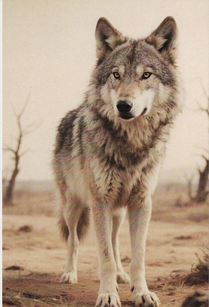 Wolf 147, Verzenden, 1980 tot heden, Ongelopen, Wild dier