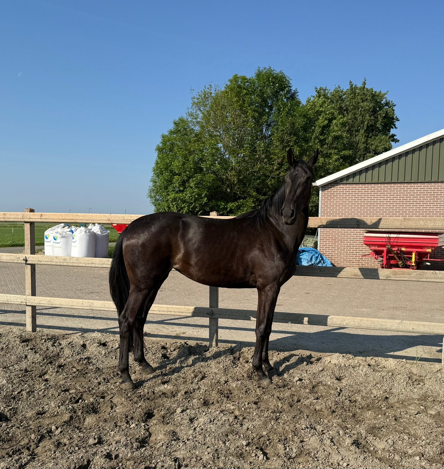 Mooie 3 jarige merrie v First Date, Dieren en Toebehoren, Merrie, Met stamboom, Dressuurpaard, 3 tot 6 jaar