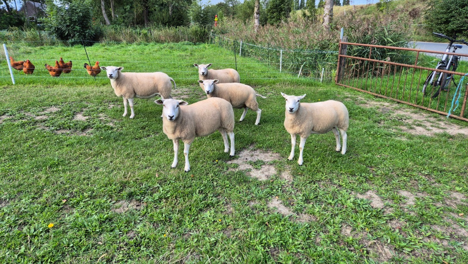 5 Swifter ooien zwoegervrij gecertificeerd, Dieren en Toebehoren
