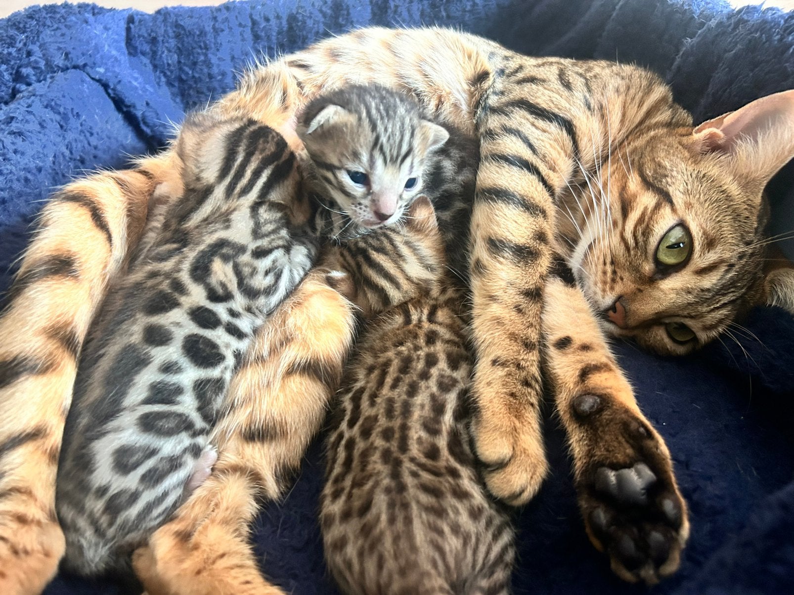 100% bengaalse kittens | geboren op di 4 aug, Meerdere dieren, 0 tot 2 jaar