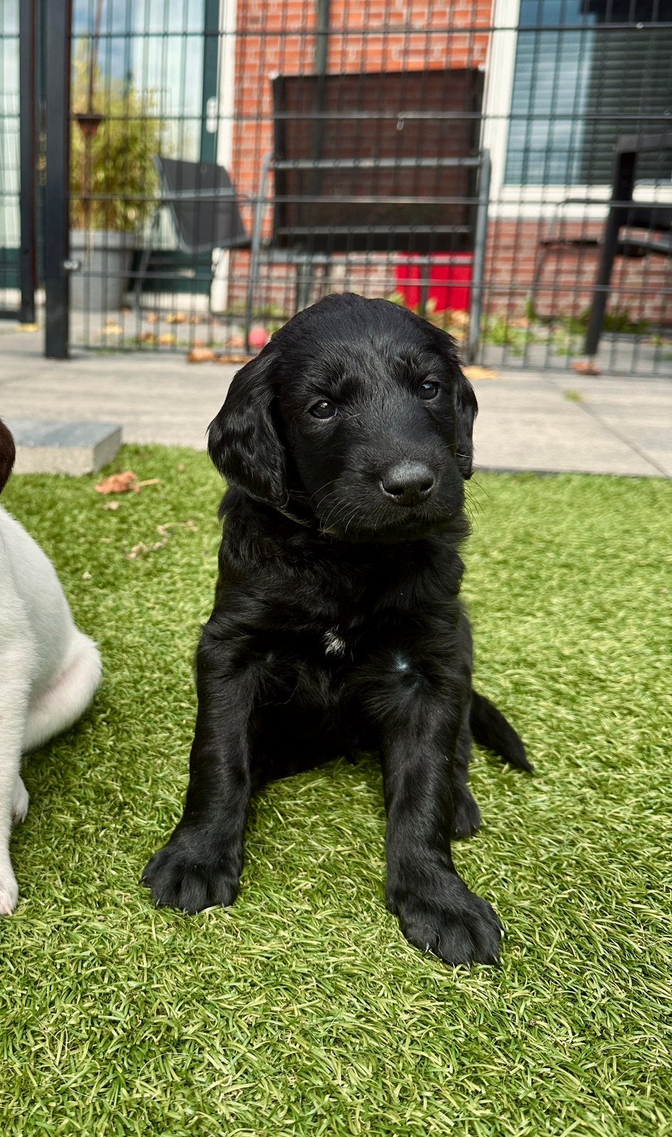 Kruising Duitse Staande x Doodle | Duitse Stadoodle F2 pups, 8 tot 15 weken, Meerdere, Meerdere dieren, Middel