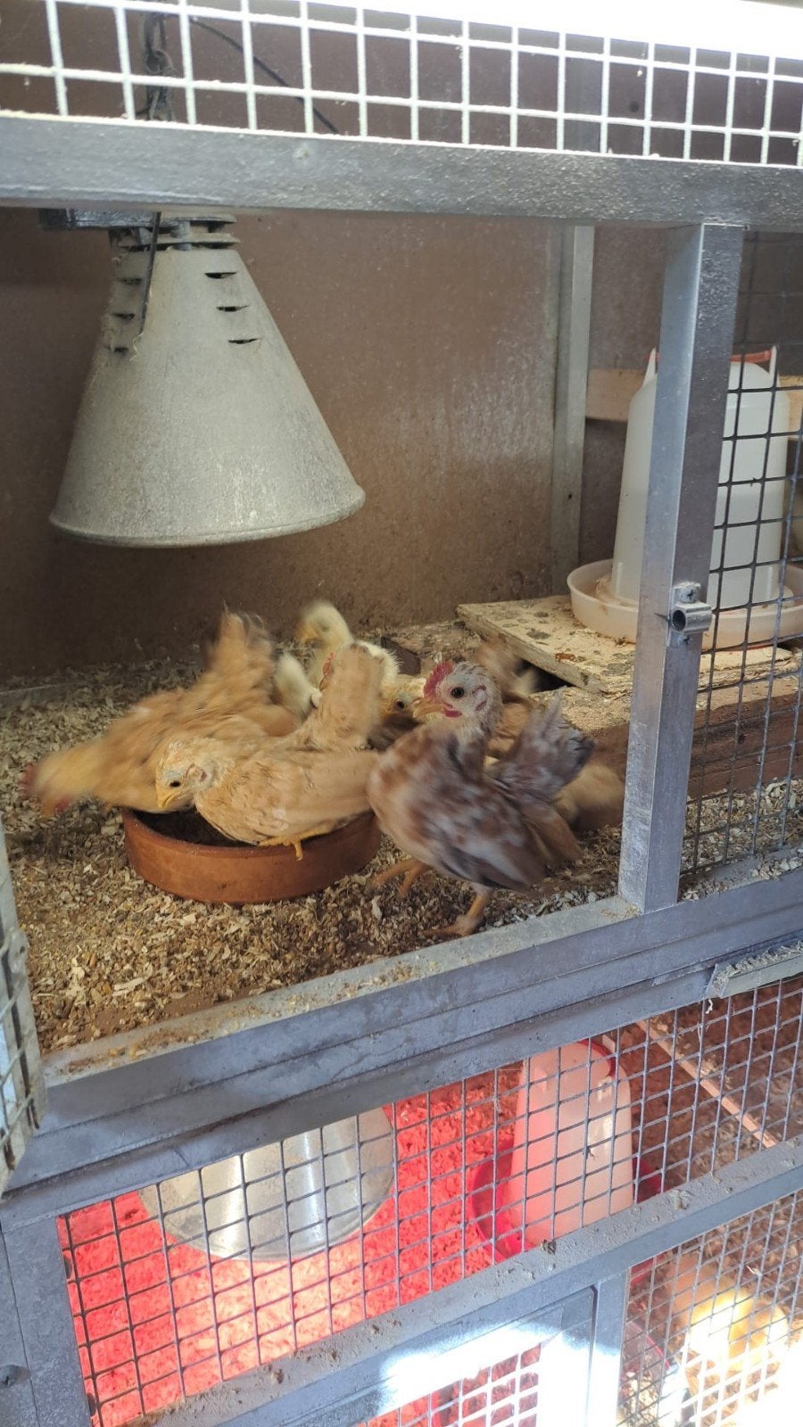 Ayam serama kuikens