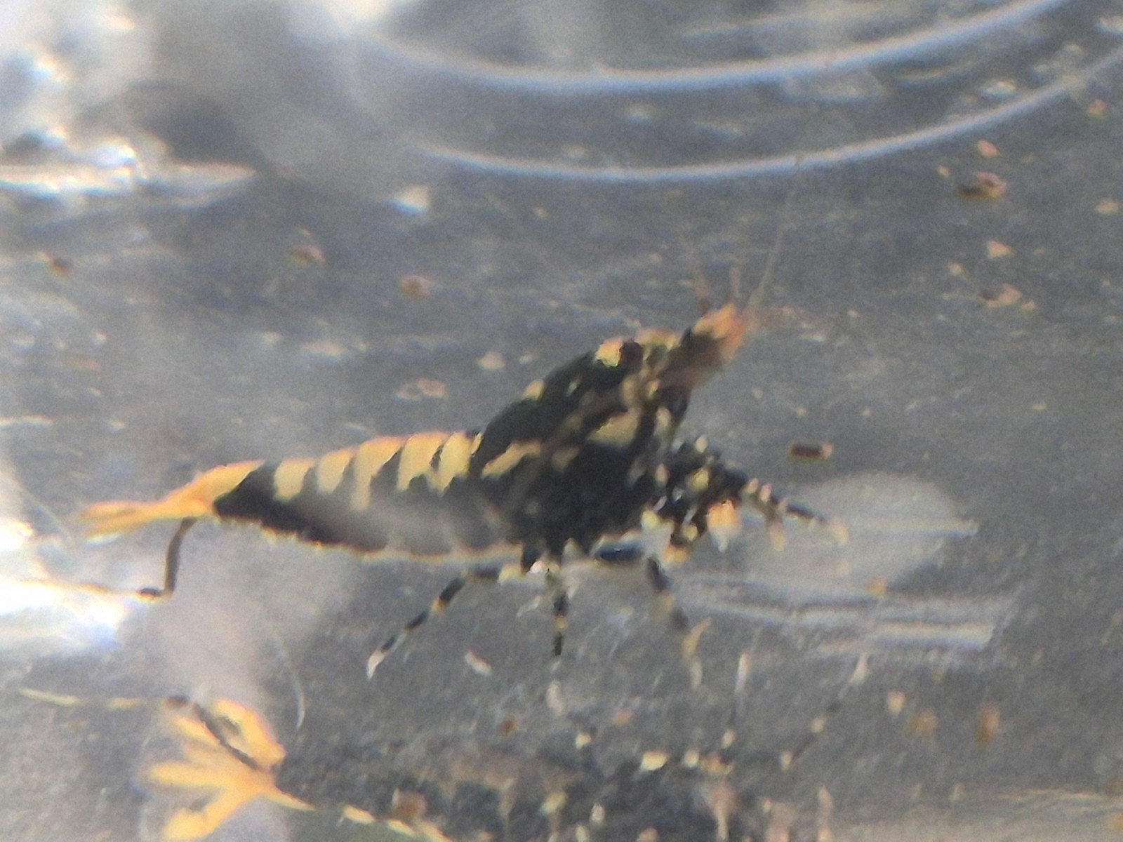 Galaxy Fishbone, Dieren en Toebehoren, Kreeft, Krab of Garnaal