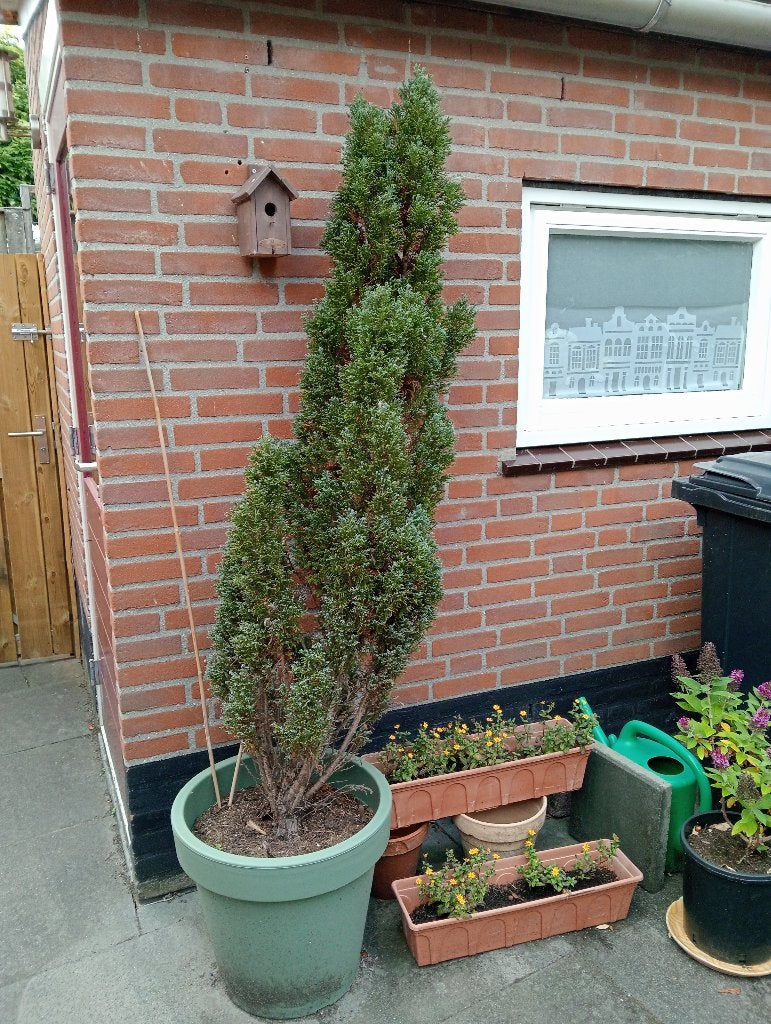conifeer, Tuin en Terras, Planten | Struiken en Hagen, Ophalen, Conifeer, Struik, 100 tot 250 cm