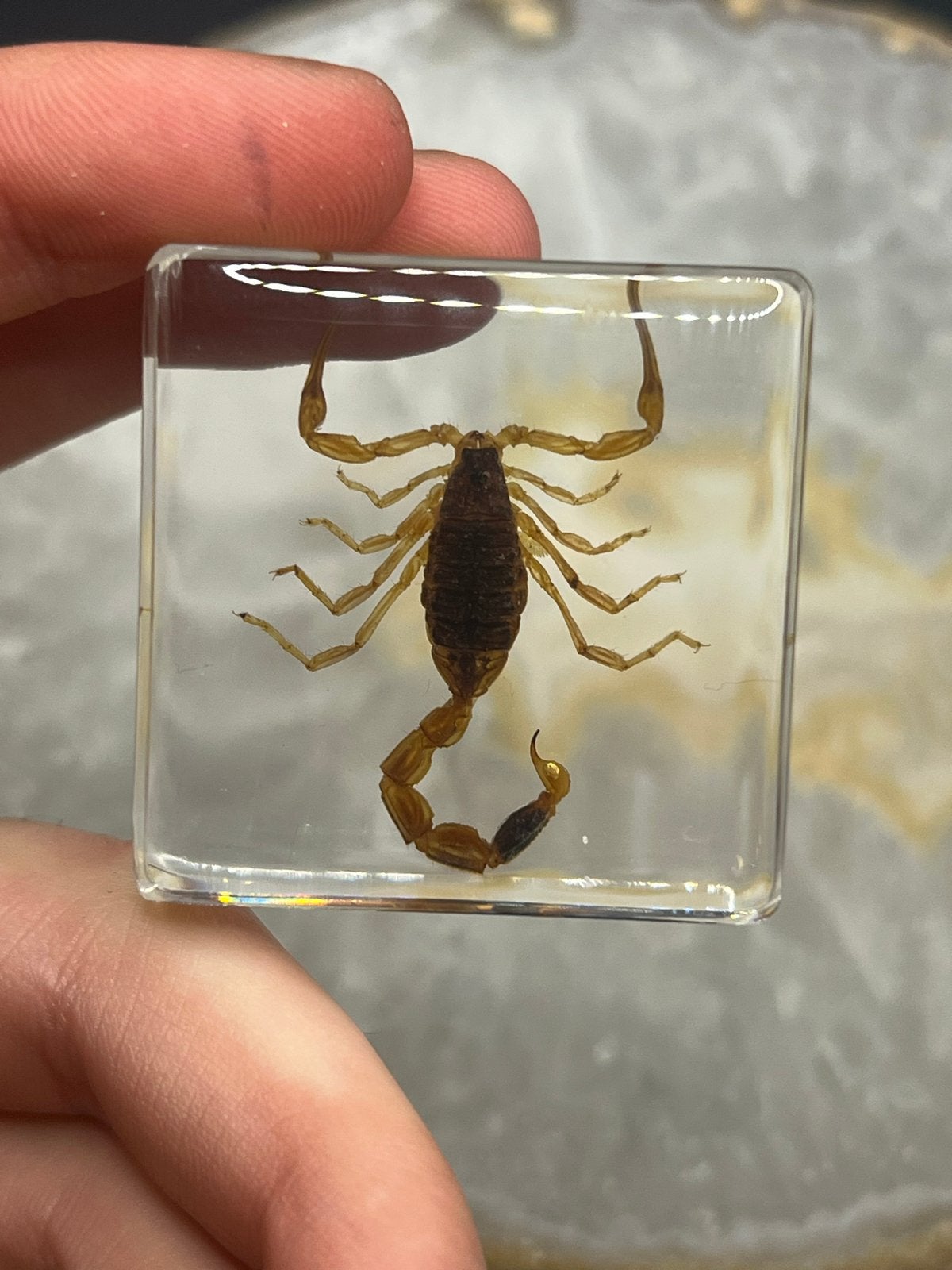 Insectenblok in Hars – Schorpioen – Ca. 4 x 4 cm, Spin of Schorpioen