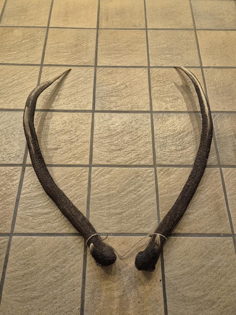 2 x Herten gewei ca. 70 cm lang samen € 45, Verzamelen, Dierenverzamelingen, Ophalen of Verzenden, Gebruikt, Hert, Gewei of Kop