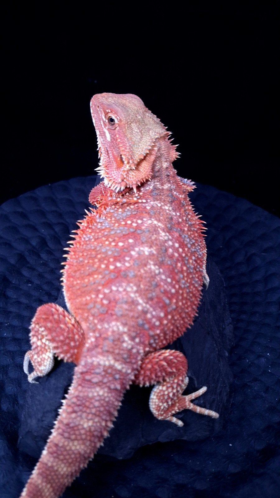 Red/Purple Hypo Blue Bar Baardagaam Vrouw (Holdback) Bearded Dragon photo 6