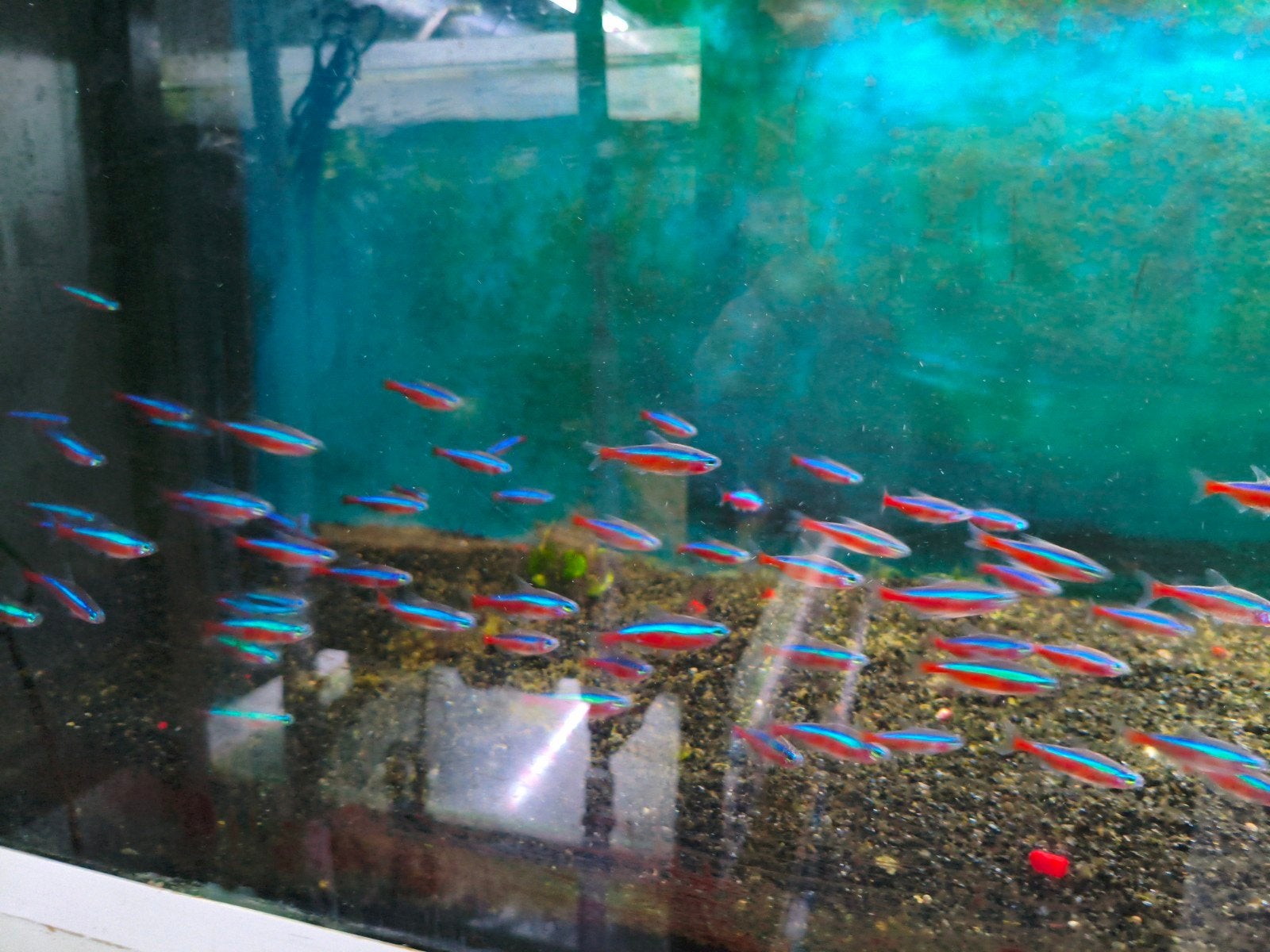 Kardinaal tetra, Dieren en Toebehoren, Vis, Zoetwatervis, Schoolvis