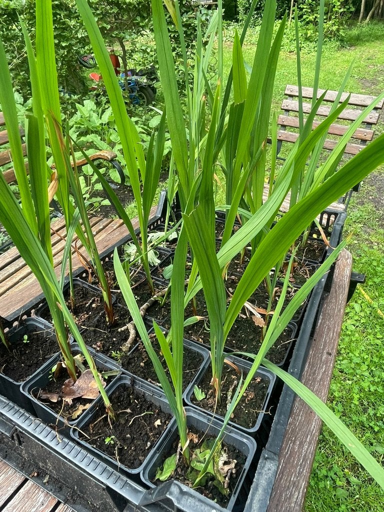 Vaste planten: Crocosmia 'Lucifer'(Montbretia) p9, Tuin en Terras, Planten | Tuinplanten, Vaste plant, Halfschaduw, Zomer, Ophalen
