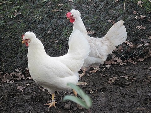 IK ben op zoek van spierwit Legbar broedeiren, Dieren en Toebehoren, Geslacht onbekend, Kip