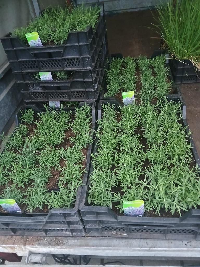 Lavandula angustifolia 'Hidcote' -  Lavendelplanten, Ophalen of Verzenden, Overige soorten, Volle zon