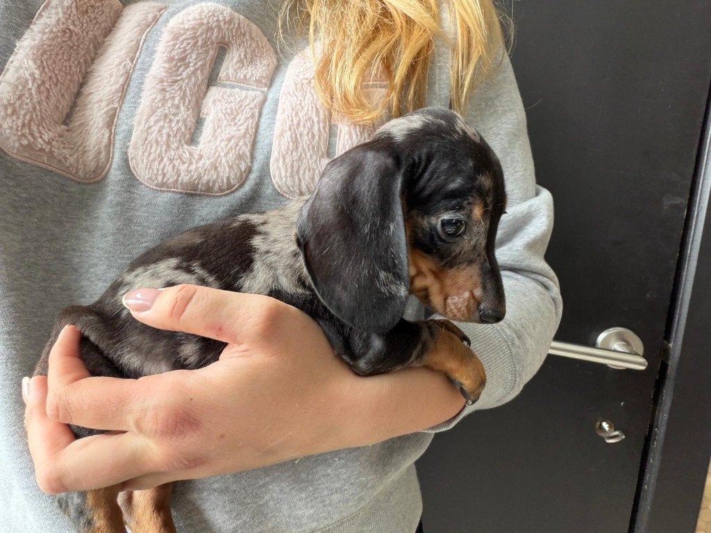 Nestje dwerg teckels korthaar merle , zwart, Dieren en Toebehoren, Parvo, België, Particulier, 8 tot 15 weken