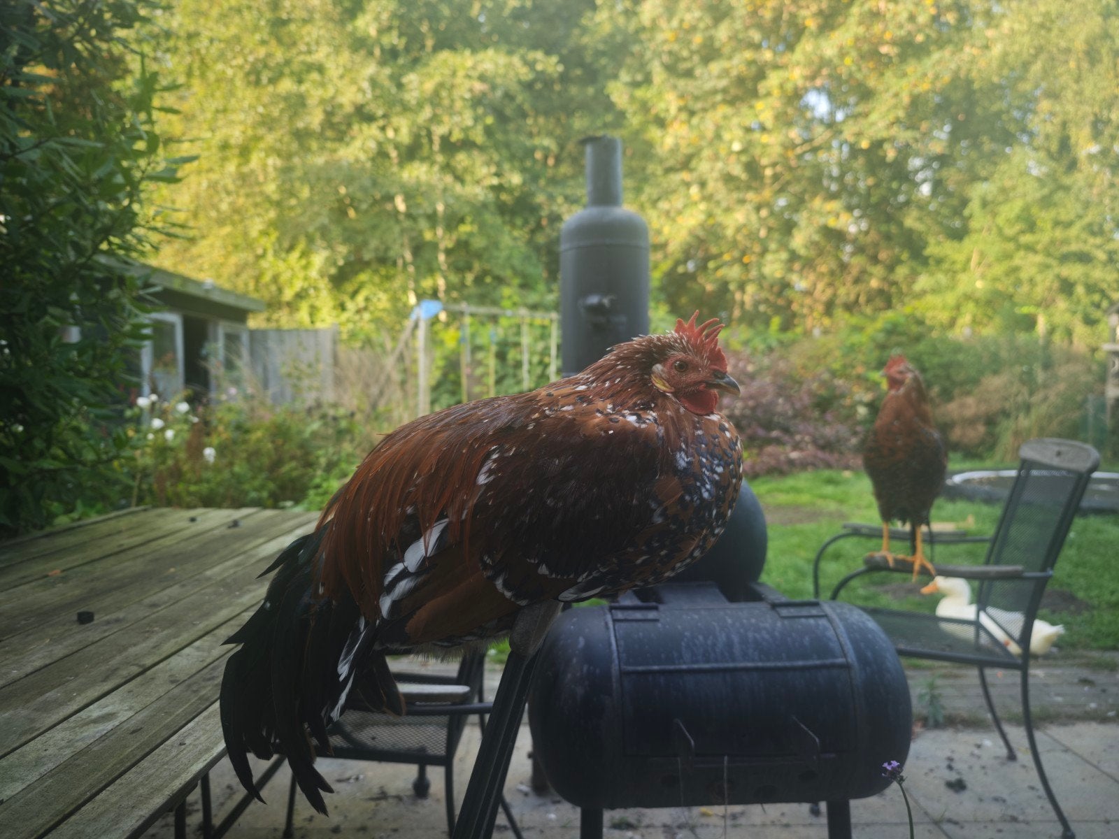 Porselein Leghorn Haan, Mannelijk, Kip