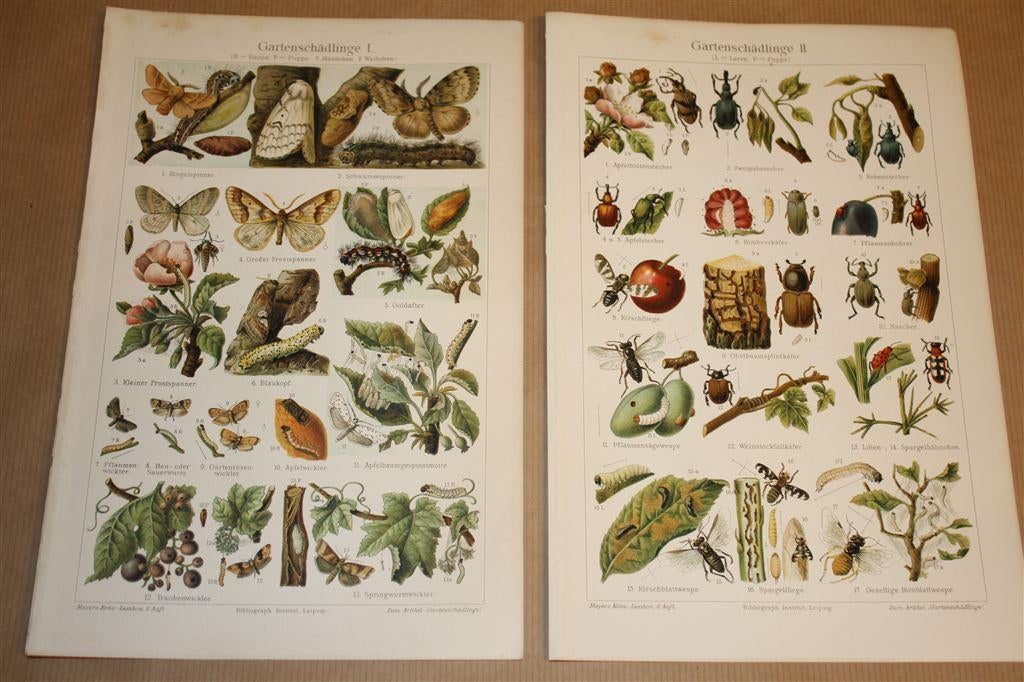 2 antieke kleurenlitho's - Schadelijke insecten - Ca 1900 !, Antiek en Kunst, Ophalen of Verzenden