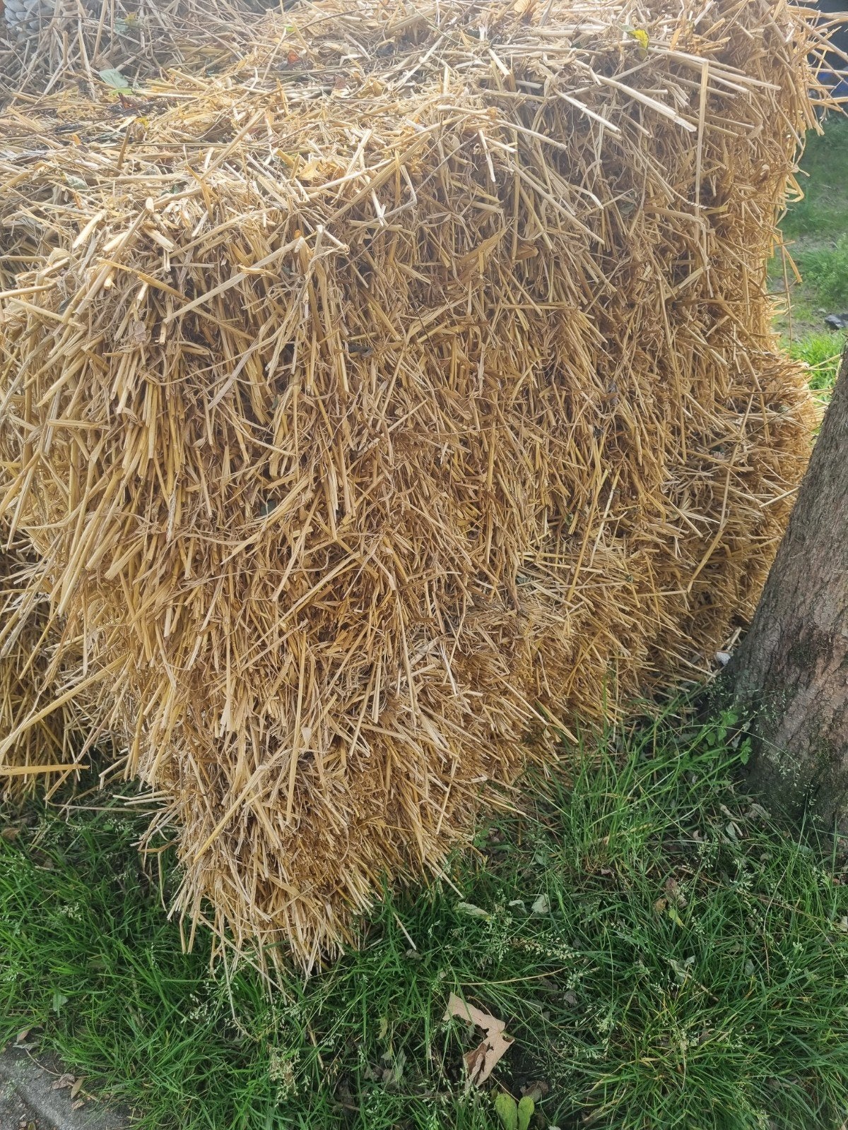 balen stro - Ideaal voor decoratie of dieren, Ophalen of Verzenden
