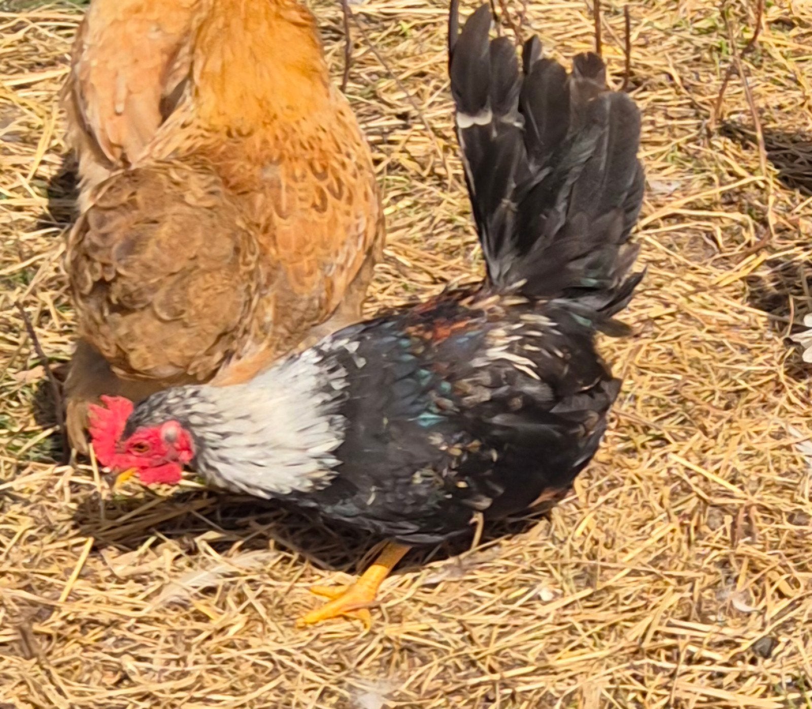 Prachtige Serama kuikens!  Haantjes, Dieren en Toebehoren, Mannelijk, Kip