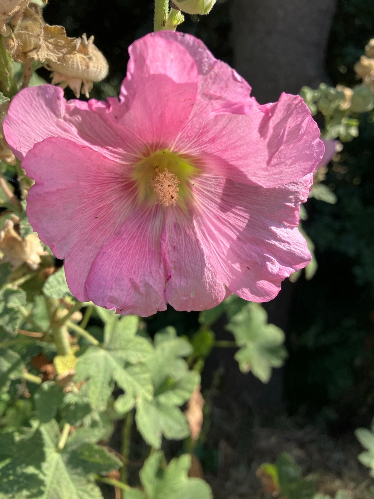 Roze Stokroos - Alcea rosea, Tuin en Terras, Planten | Tuinplanten, Overige soorten, Volle zon, Eenjarig, Ophalen of Verzenden