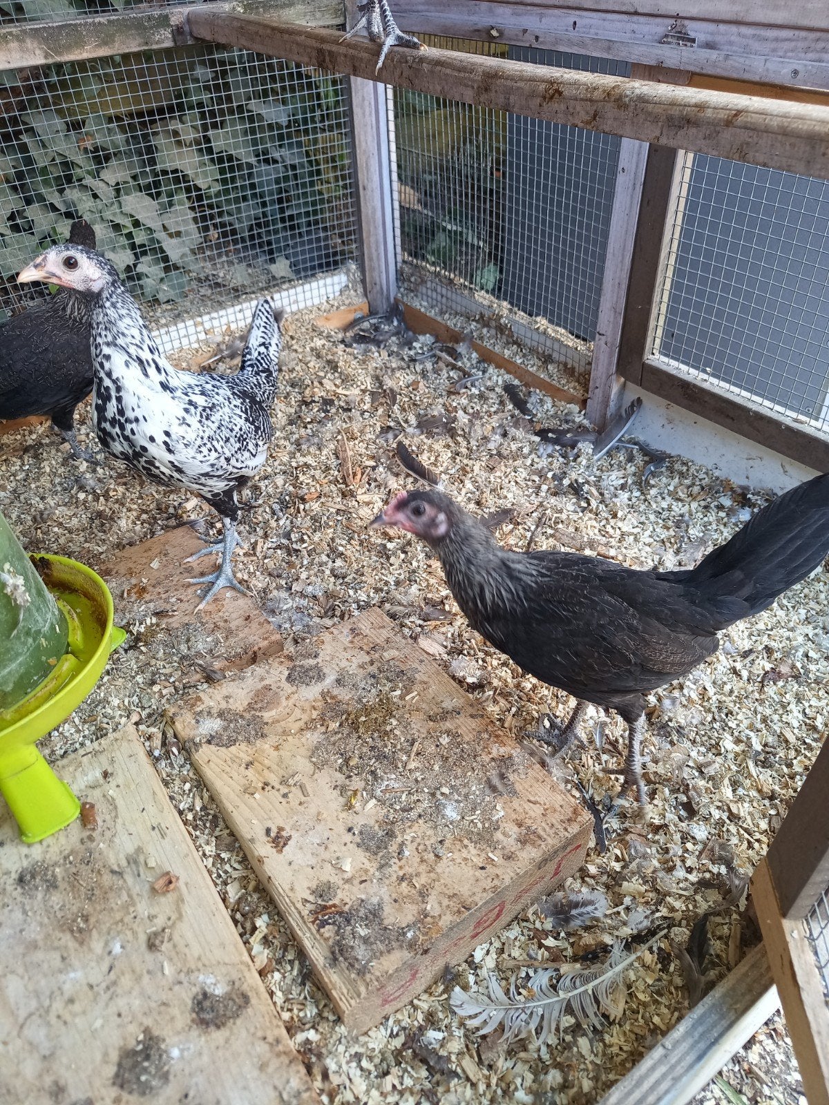 Te koop jonge hennen, Dieren en Toebehoren, Pluimvee, Vrouwelijk, Kip