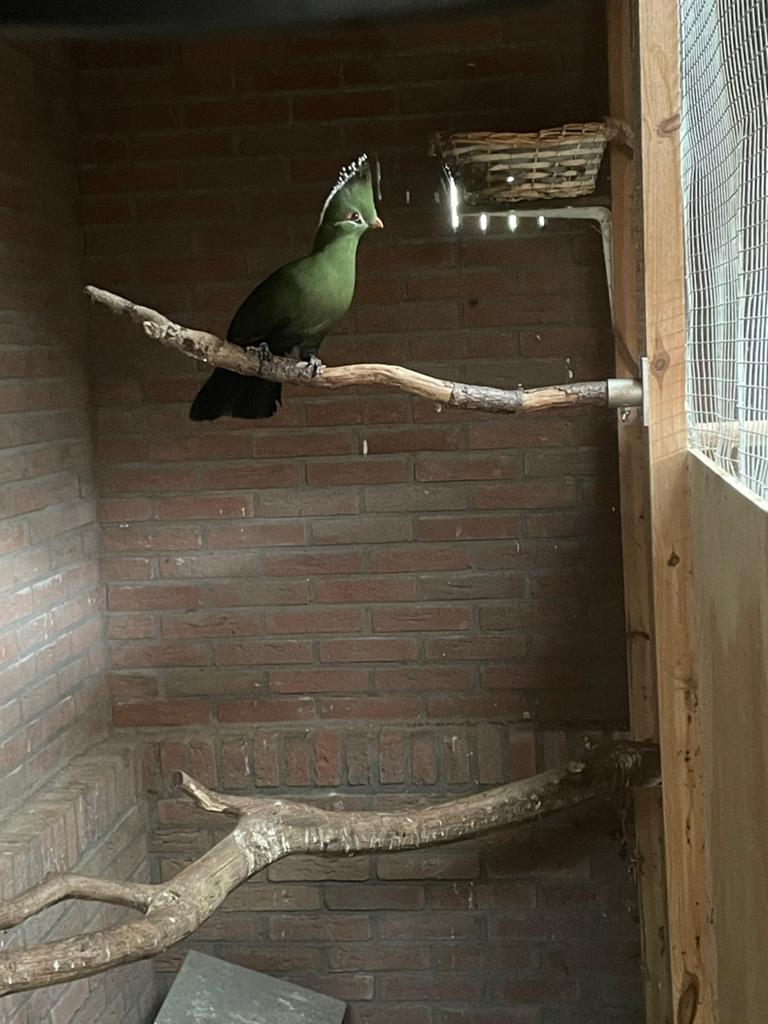 Livingstone toerako’s, Dieren en Toebehoren, Meerdere dieren, Geringd