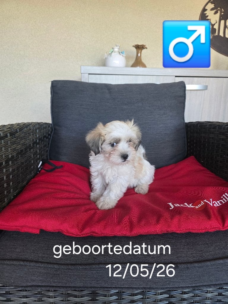 mooie havanezer pups, Dieren en Toebehoren, België, Maltezer, Reu, 8 tot 15 weken