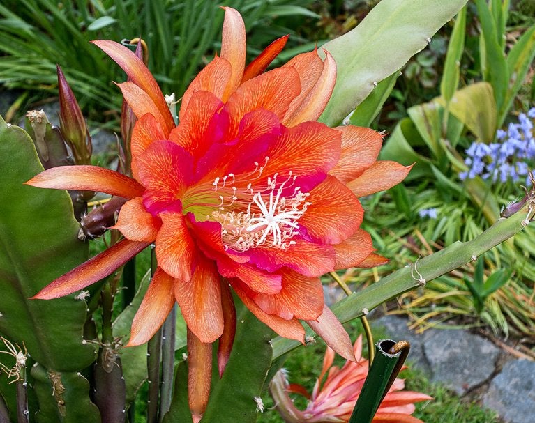 cactus - Epiphyllum LETTY MAE, Ophalen of Verzenden, Cactus, Volle zon, Minder dan 100 cm
