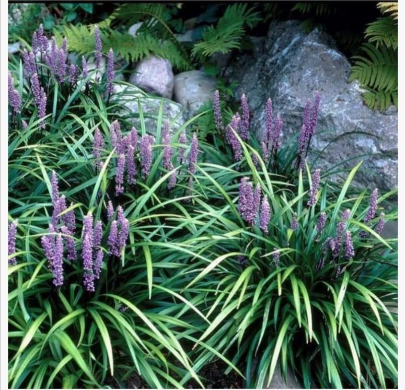 Liriope Muscari 'Moneymaker' - Leliegras, Ophalen, Bodembedekkers, Vaste plant, Halfschaduw