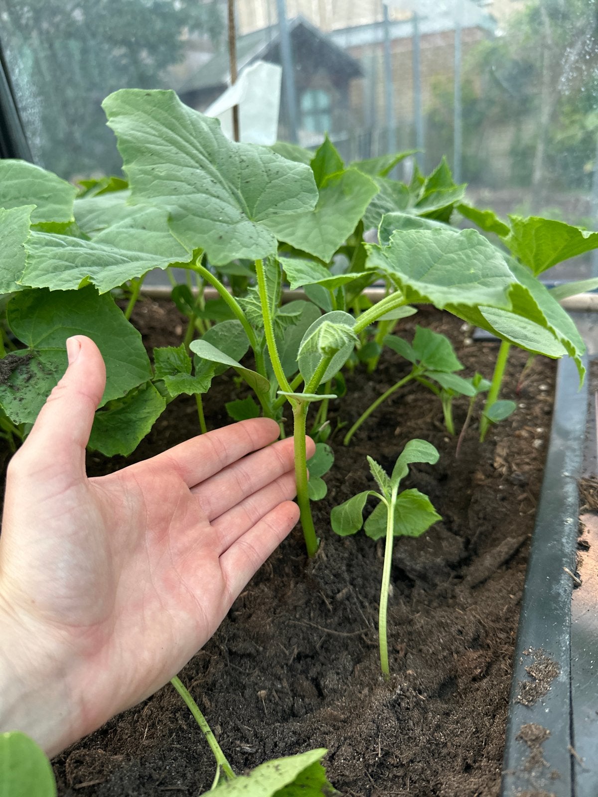 Sterke komkommer stekjes - Begin je eigen moestuin!, Ophalen, Volle zon, Groenteplanten, Eenjarig