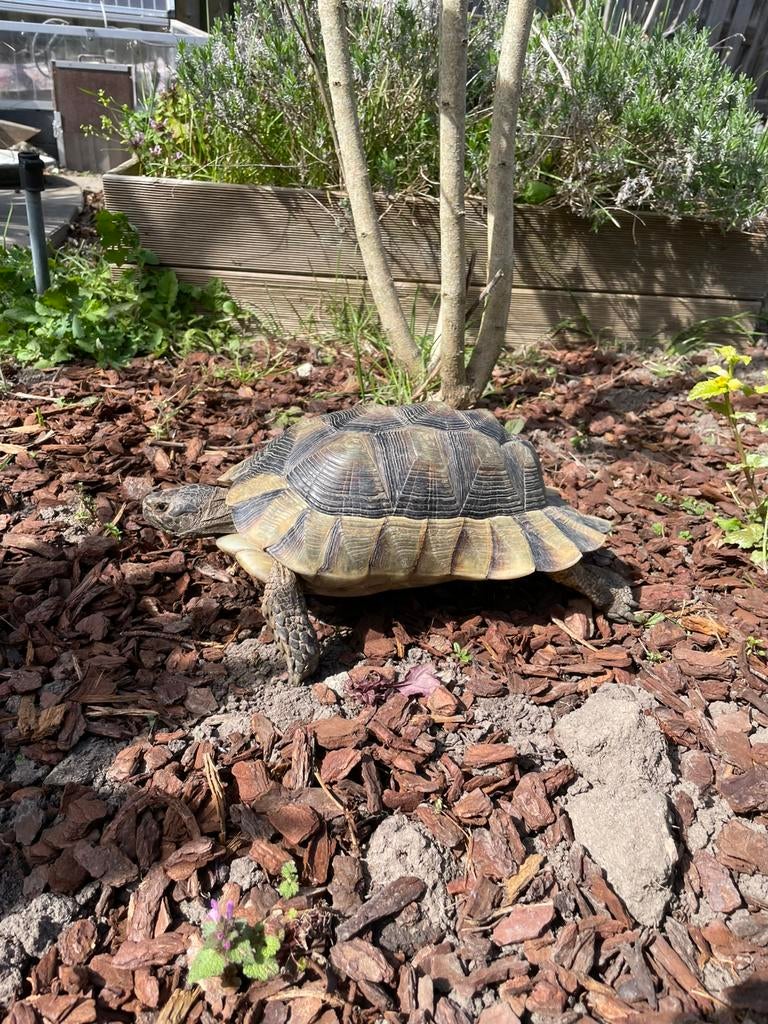 Aangeboden Testudo marginata man, Dieren en Toebehoren, Schildpad, 11 jaar of ouder