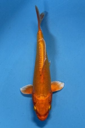 Doitsu Orengji 17cm, Karper of Koi