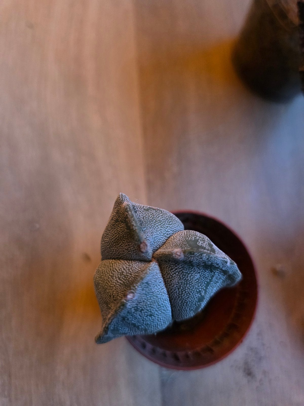 Astrophytum, Huis en Inrichting, Kamerplanten, Ophalen of Verzenden