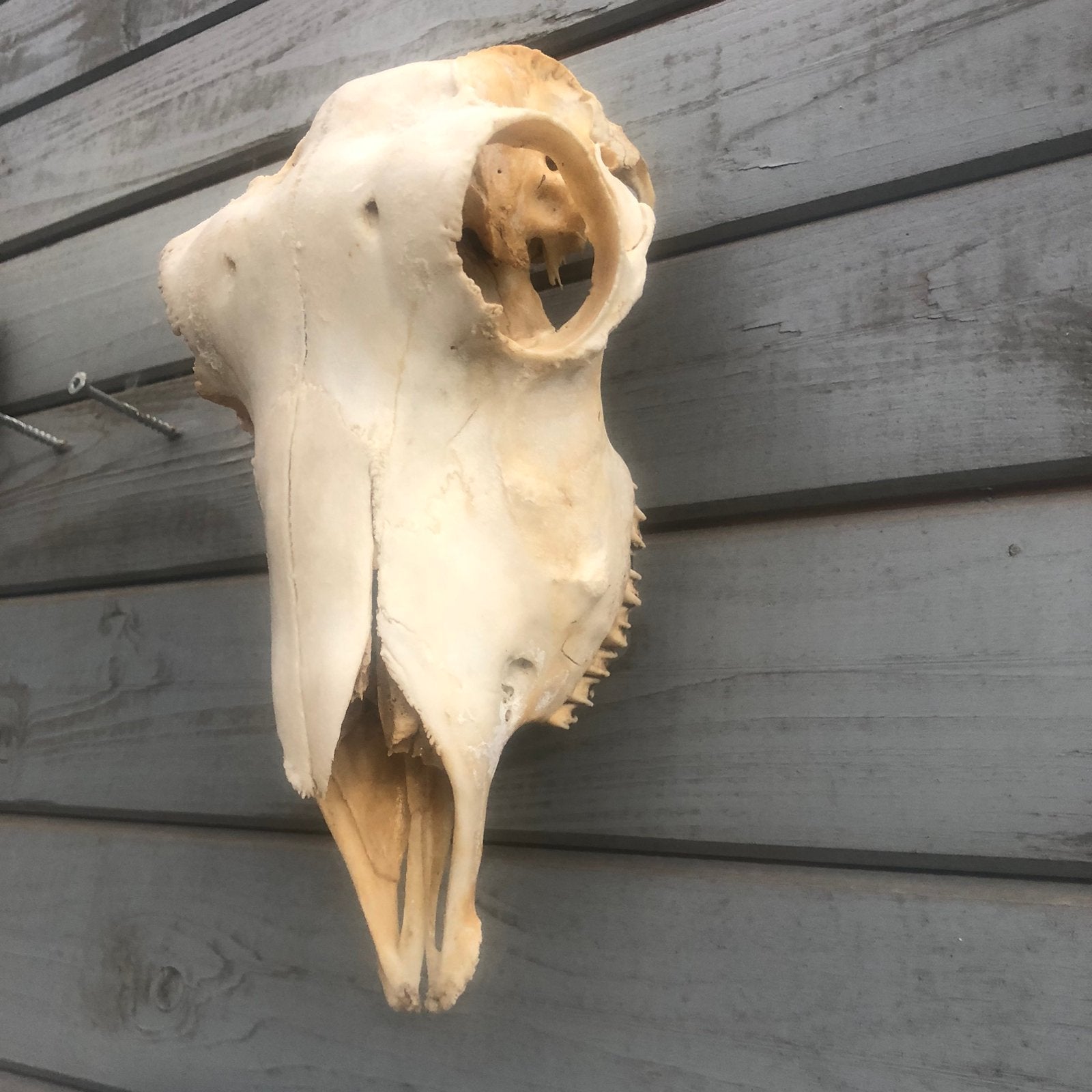 Schedel van een schaap, Ophalen of Verzenden, Zo goed als nieuw, Schedel