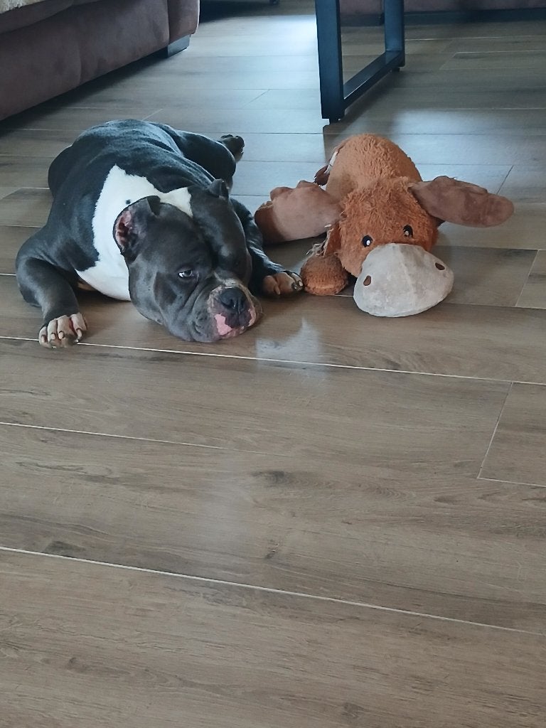 Pocket bully reu, Dieren en Toebehoren, België, Particulier, 15 weken tot 1 jaar, Reu