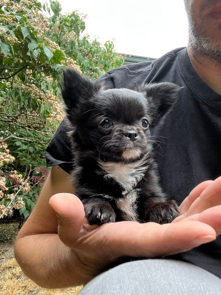 Chihuahua pups, Dieren en Toebehoren, Honden | Chihuahua's en Gezelschapshonden, Parvo, België, Particulier, 8 tot 15 weken